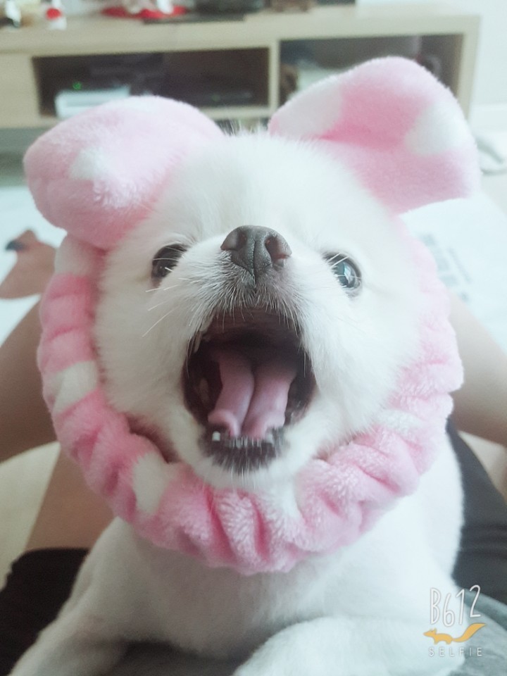 너무나 귀엽고 사랑스러운 강아지들! 그중 특별히 좋아하는 견종이 있으시다면 알려주세요!