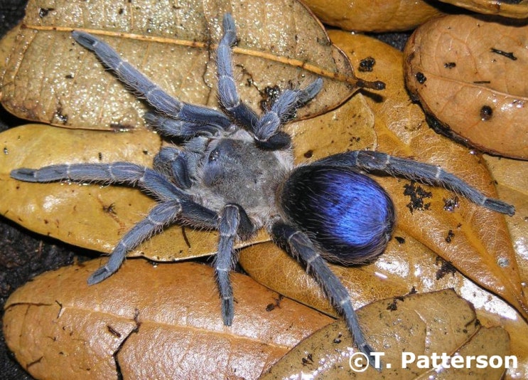  프세우드하팔로푸스 도감 Pseudhapalopus spp.