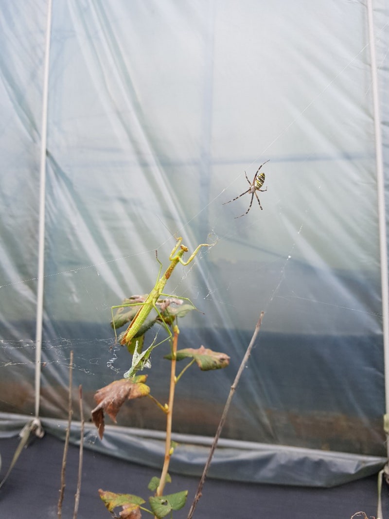 거미 너 다음부터 사마귀를 만나면 삼십육계 줄행랑이 답이다. : 네이버 블로그, image size:800x1067