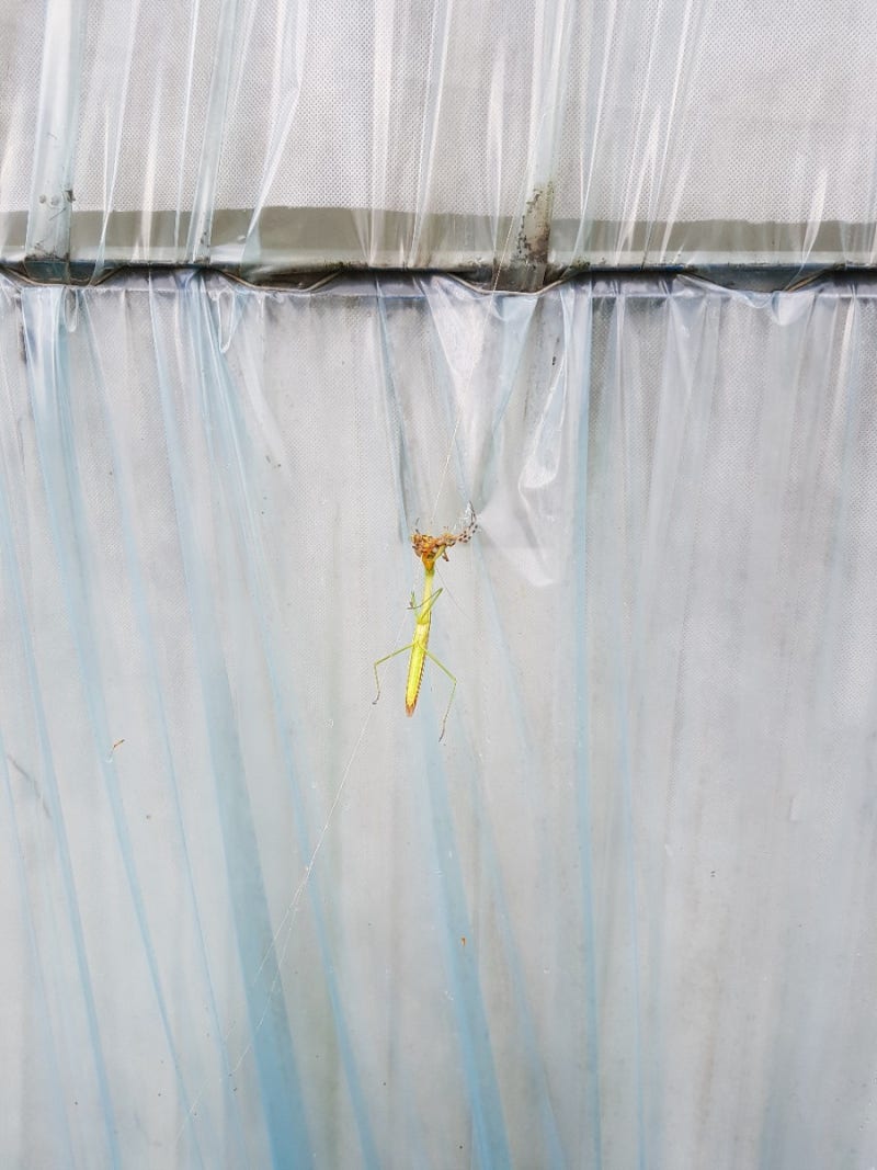 거미 너 다음부터 사마귀를 만나면 삼십육계 줄행랑이 답이다. : 네이버 블로그, image size:800x1067