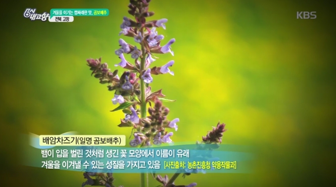  환절기를 먼저 아는 비염,천식...곰보배추효능/ 곰보배추진액