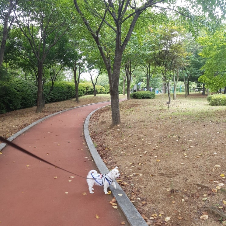 강아지 지하철 타고 부천 소사대공원에서 즐거운 산책시간!