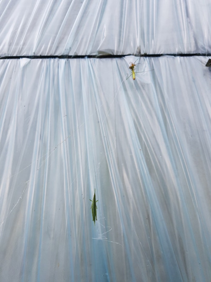 거미 너 다음부터 사마귀를 만나면 삼십육계 줄행랑이 답이다. : 네이버 블로그, image size:800x1067