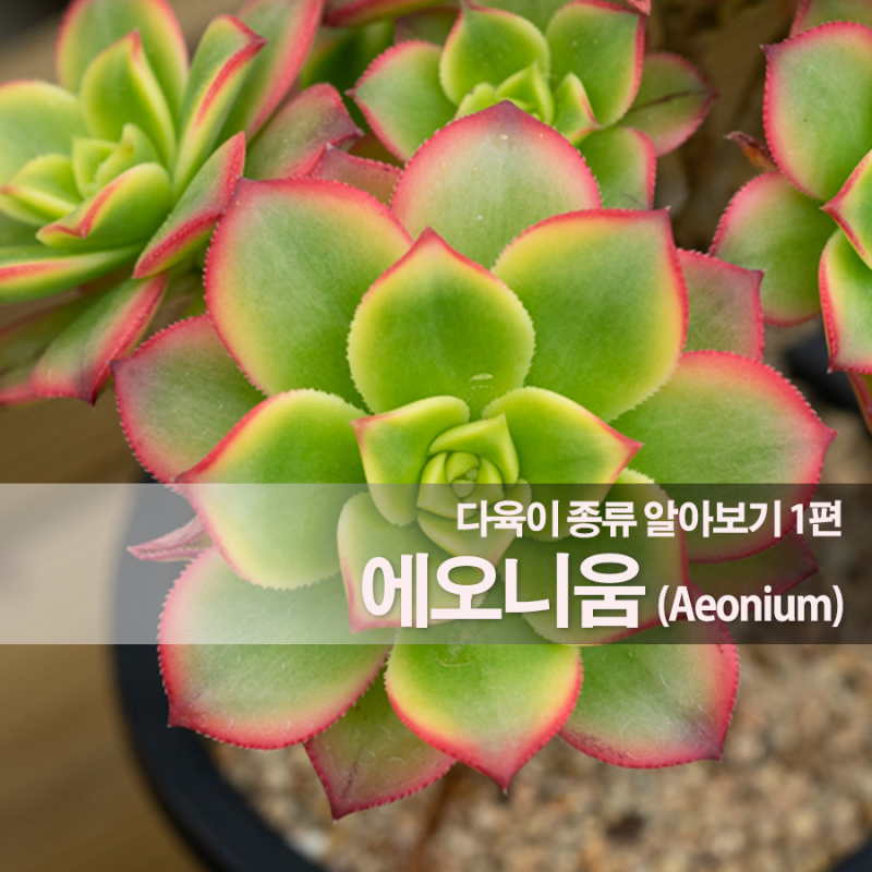 다육식물 종류 알아보기 1편 - 에오니옴(Aeonium) : 네이버 블로그