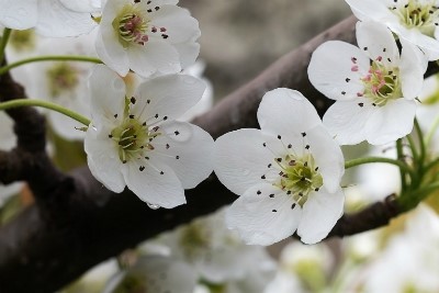오얏꽃(李花), 배꽃(梨花), 벚꽃 : 네이버 블로그