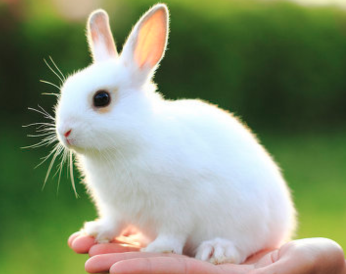 애완토끼수명 , 토끼사육 상식들. : 네이버 블로그