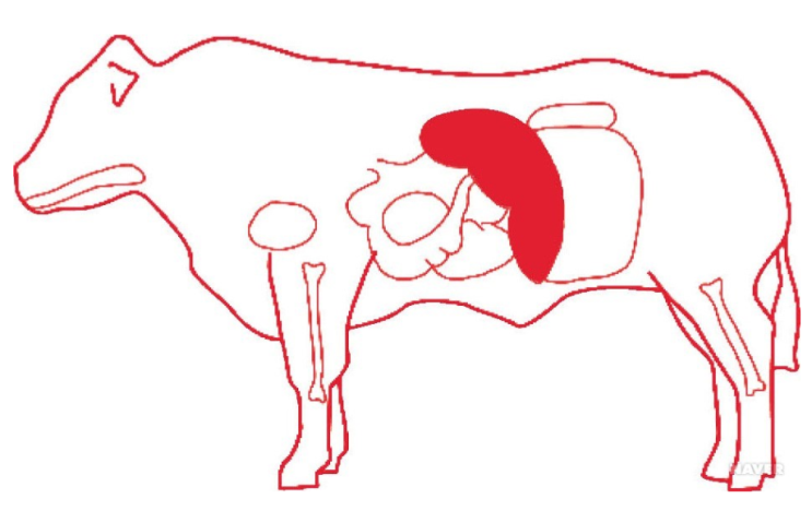  소 간과 처녑