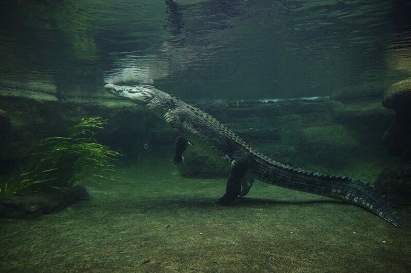 바다악어, 솔티(Saltwater Crocodile, Saltie)[Crocodylus Porosus] : 네이버 블로그