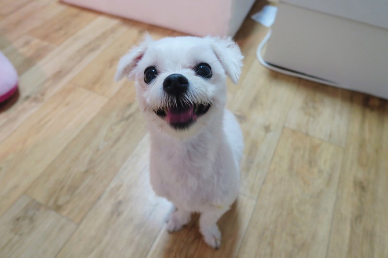 강아지 눈영양제 벨벳 마이뷰 옵틱 이용후기 입니다~ -러브바닐라
