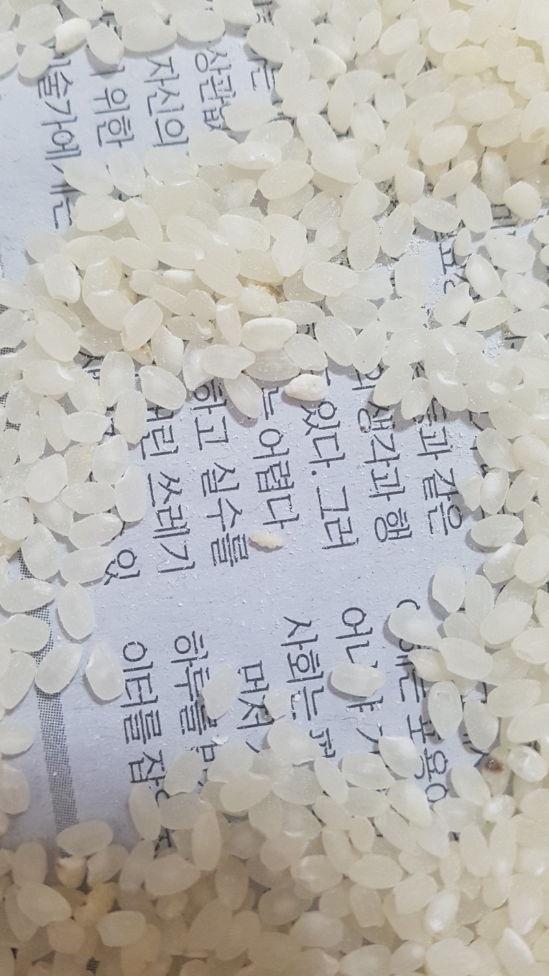 쌀벌레 퇴치법 쌀벌레 없애기 쌀벌레 유충 쌀바구미 쌀구더기 박멸 : 네이버 블로그