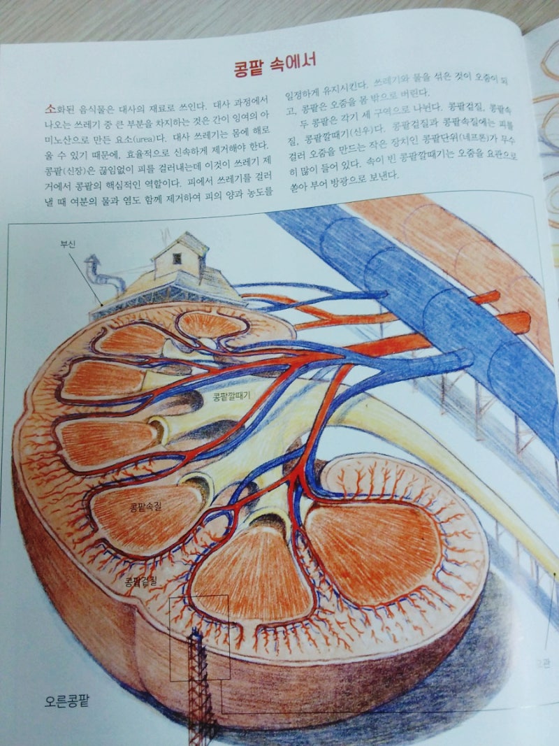 놀라운 인체의 원리 by 데이비드 맥컬레이. 정말 놀라운 책이예요. : 네이버 블로그, image size:800x1067