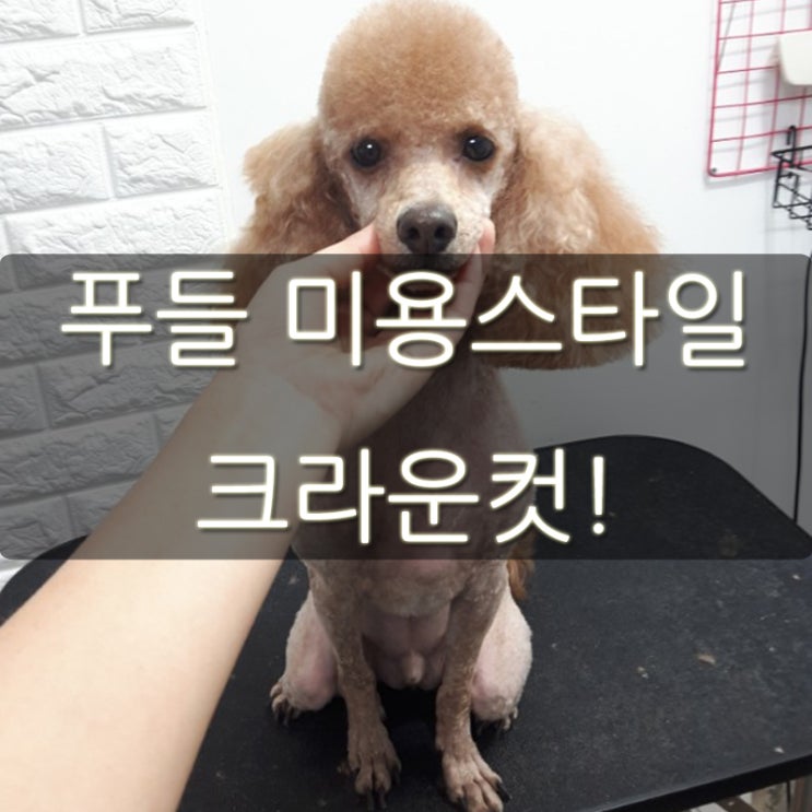  푸들 미용스타일 크라운컷!