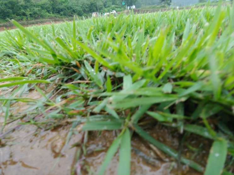  창원잔디 전문 초원잔디