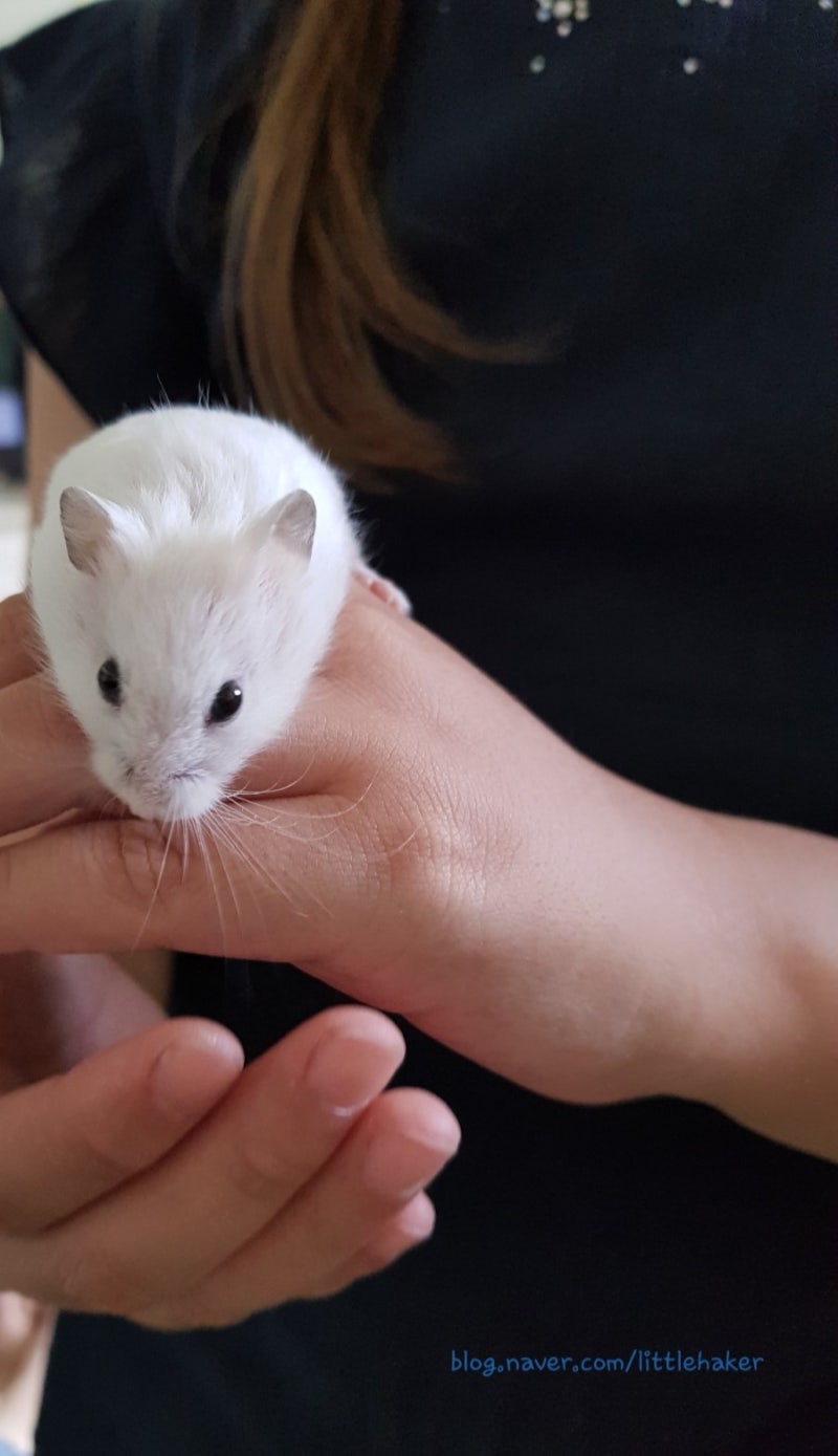 햄스터키우기 ! 우리집 새가족을 소개합니다 : 네이버 블로그