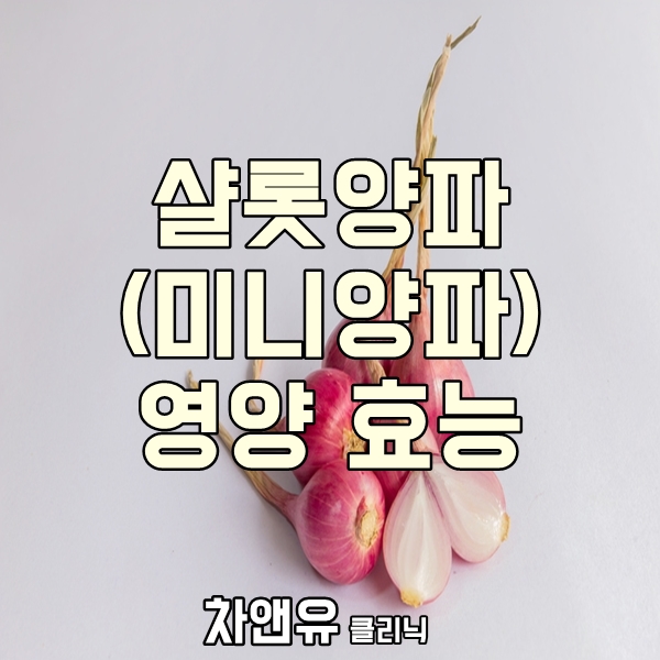  샬롯양파(미니양파) 효능과 영양을 알아보자!