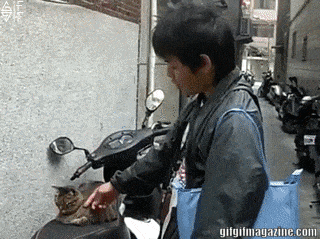 냥아치 냥아치