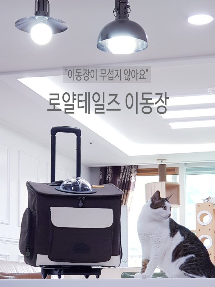  고양이 이동장교육하기_2개월간의 적응기