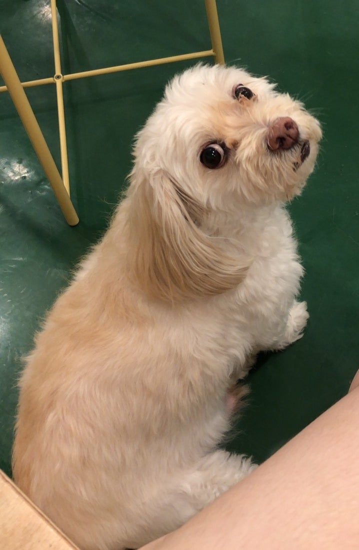 강아지눈영양제 : 벨벳 마이뷰 옵틱 노령견 급여 후기
