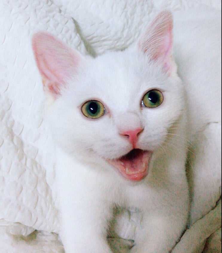 고양이 / 허피스 / 증상과 똑같은 세균감염 치료기 #2