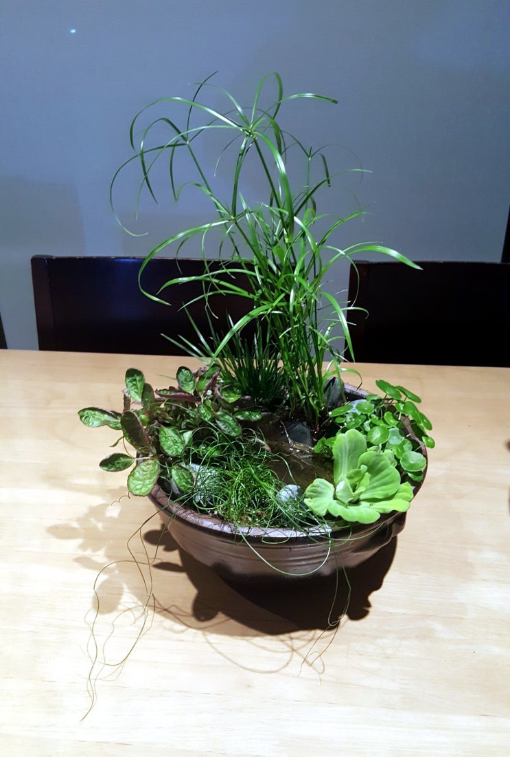  수경식물로 우리집 베란다 수경정원 꾸며보기