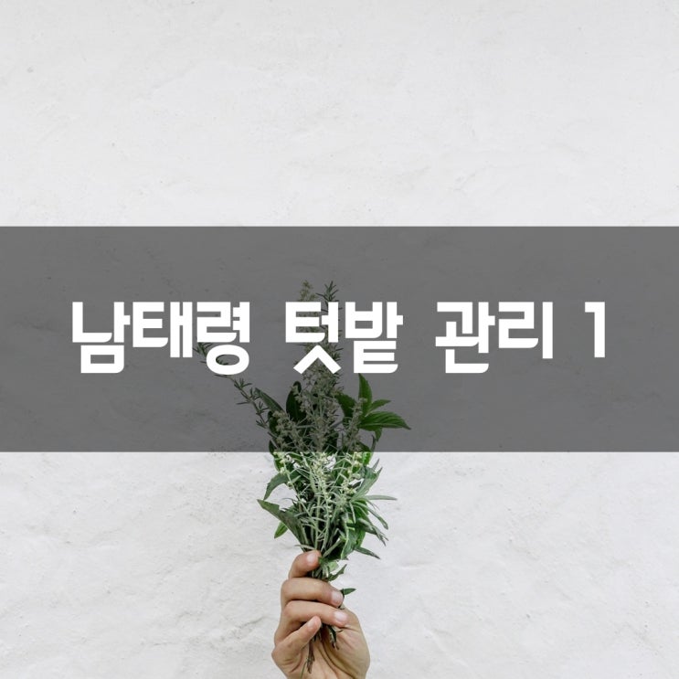  텃밭을 점령한 해충과 씨름