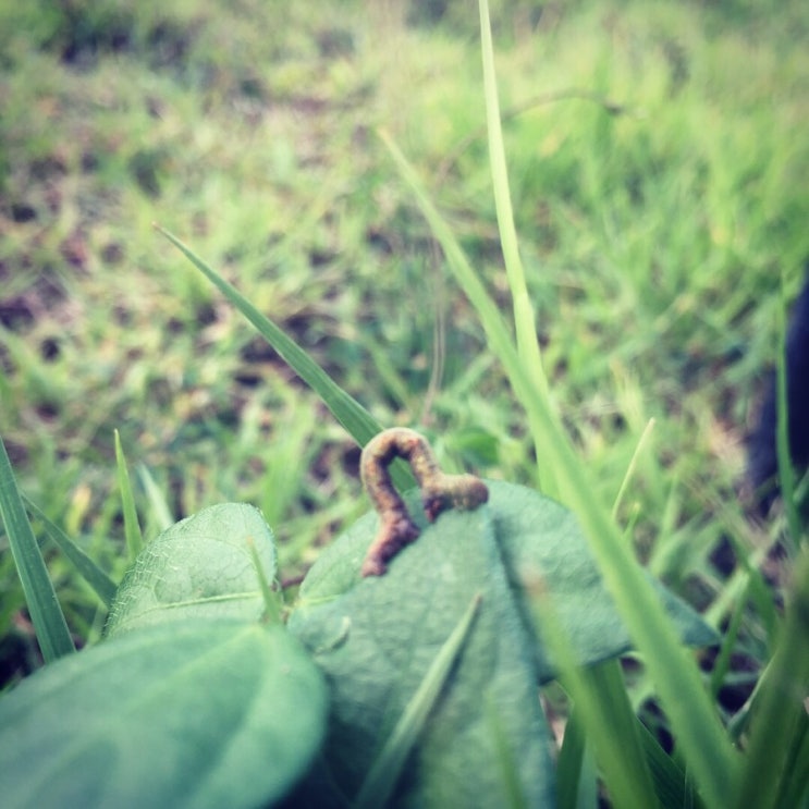 귀여운 애벌레