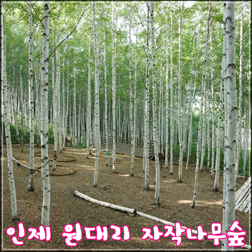  인제 원대리 자작나무숲 역시 인제 가볼만한곳~