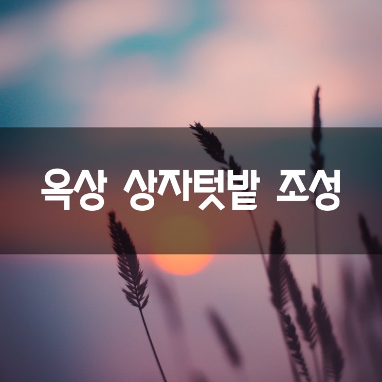  옥상 상자텃밭 조성