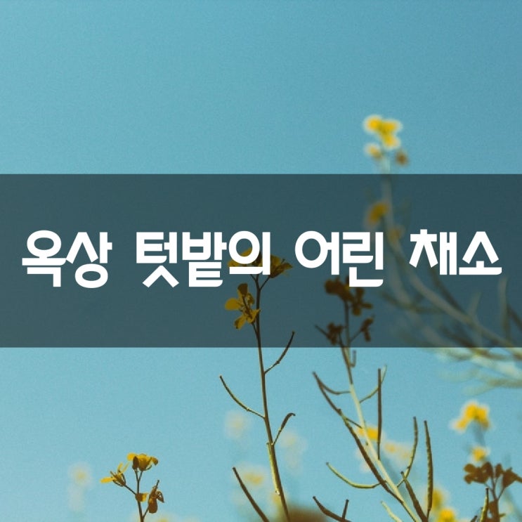  옥상 텃밭의 어린 채소들