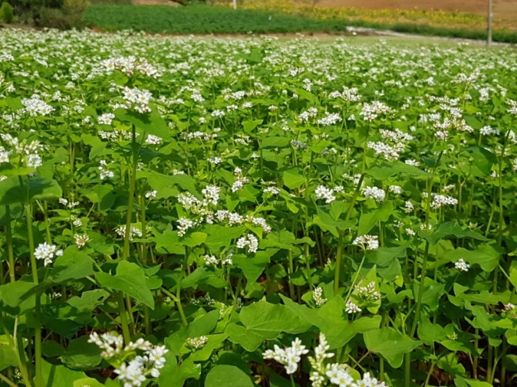 바둑판 바둑판