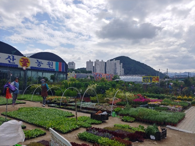  부산 도매 꽃시장 석대 화훼단지 원예식물 다육이 주말 근교마실 근교 나들이 엄마랑함께