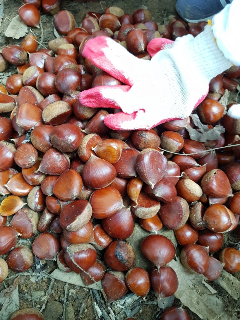 가을 수확 체험 - 밀양시 단장면 밤줍기체험, 경남 밤줍기, 경남 밤따기, 경남 밀양 알밤줍기 ....