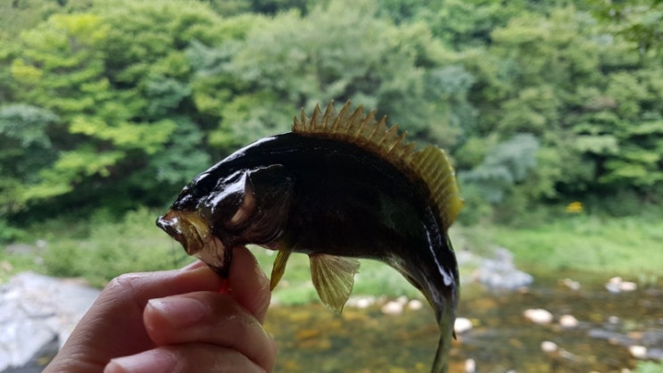  경주 산내 청석들 오토 캠핑장 / 루어낚시 20cm 꺽지를 만나다.