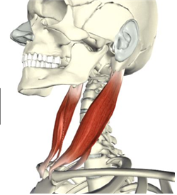  02. Sternocleidomastoid(흉쇄유돌근 = 목빗근)