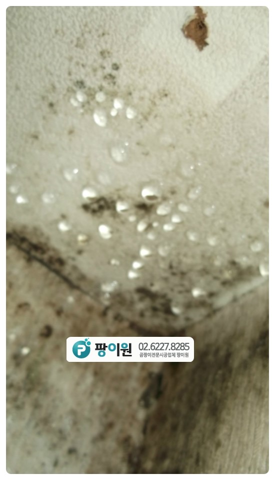  집에 결로현상 곰팡이는 왜 생길까?