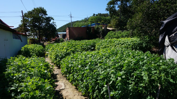  백령도 가을리 (대) 집터 360㎡ 1,600만원 토지매매