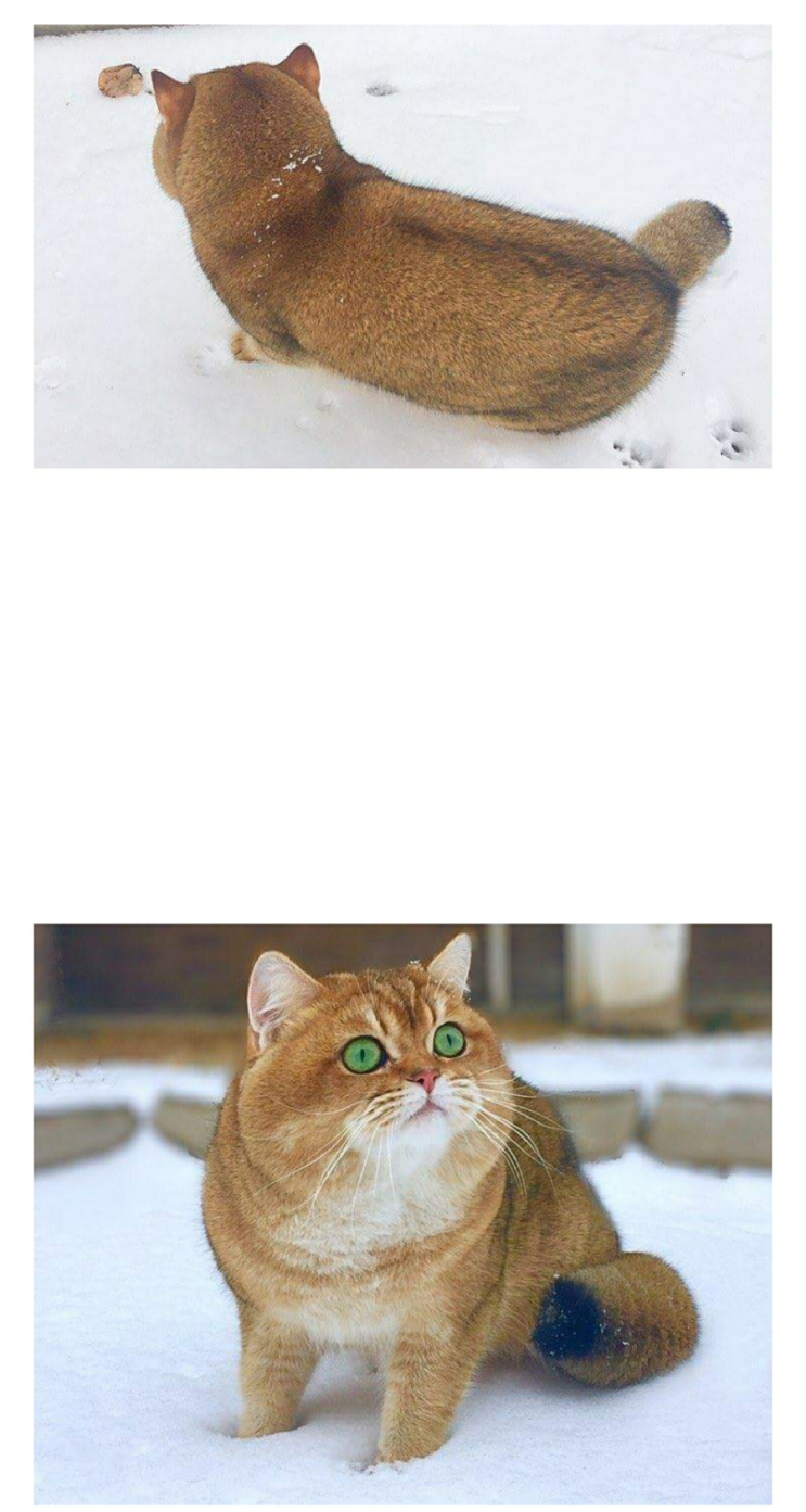 얘 ~ 강아지야 ~ 너 너무 이쁘다 ~~ 얘 ~ 강아지야 ~ 너 너무 이쁘다 ~~