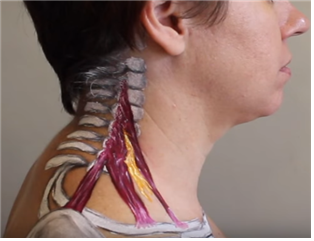  01. Scalene Muscle (목갈비근 = 사각근)