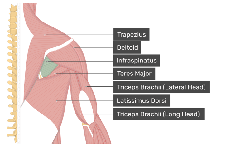  01. Supraspinatus (극상근, 가시위근)