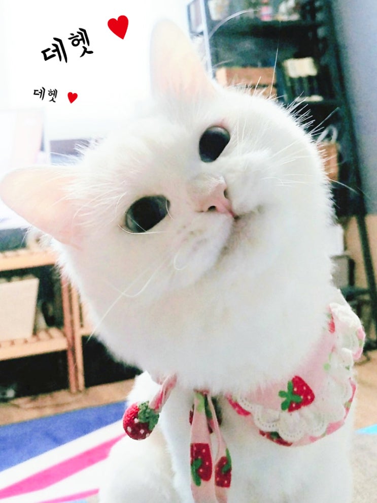  콩이이야기 :) 레볼루션 바르는 날!  헤헿