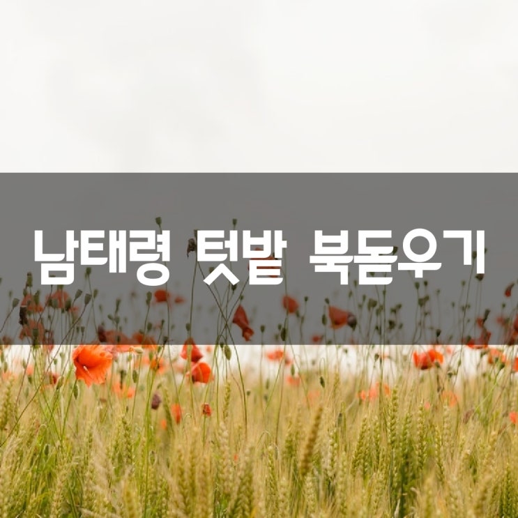  쪽파 심기, 친환경재제 만들기