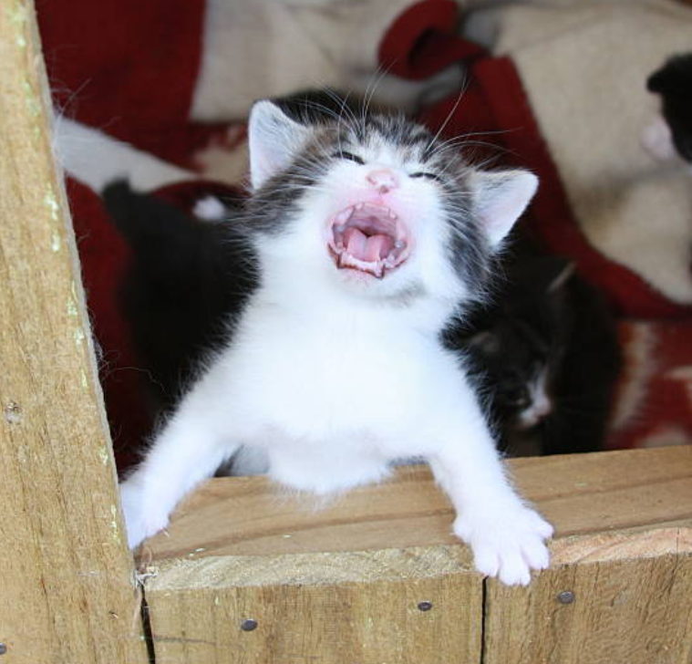 우는 고양이 보채는 행동 교정 방법 : 네이버 블로그