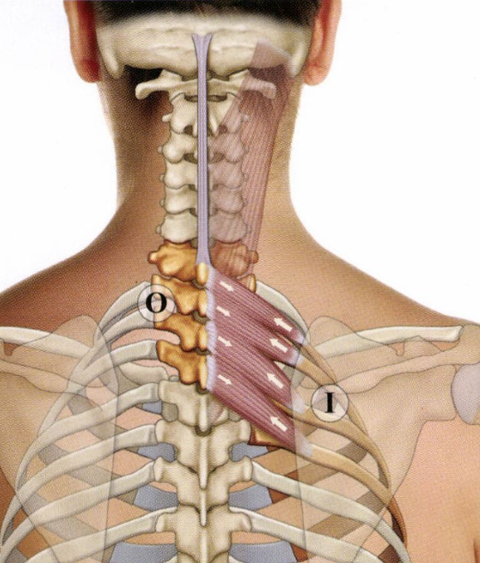  상후거근 Serratus Pos. sup : "날개뼈 안쪽이 아파요", "어깨가 아파요", "컨디션이 안좋을때 목, 등쪽이 아파요"