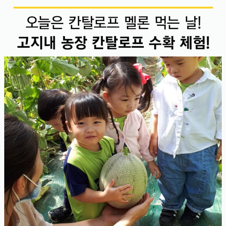  대호지면 고지내 체험농장 칸탈로프멜론 수확 체험!