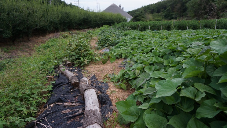 백령도 가을리 (전) 740㎡ 매실밭 토지매매 2,200만원