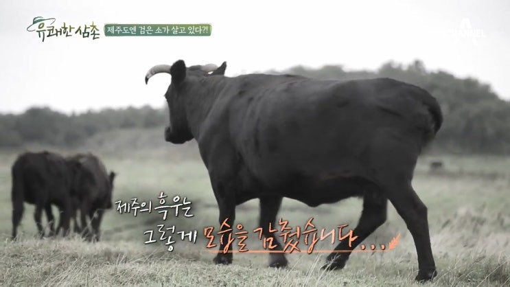  9.13 부동산대책 이후로 서울, 수도권 아파트를 고집하는 흑우들 없제?
