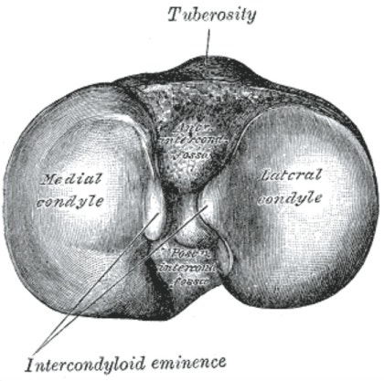 Epicondyle Vs Condyle Anatomy Standard Added A New Photo. Anatomy
