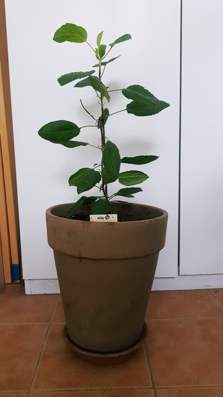  사과 키우기(5개월차)