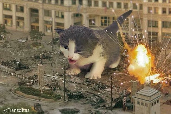 냥질라 !! 냥질라 !!