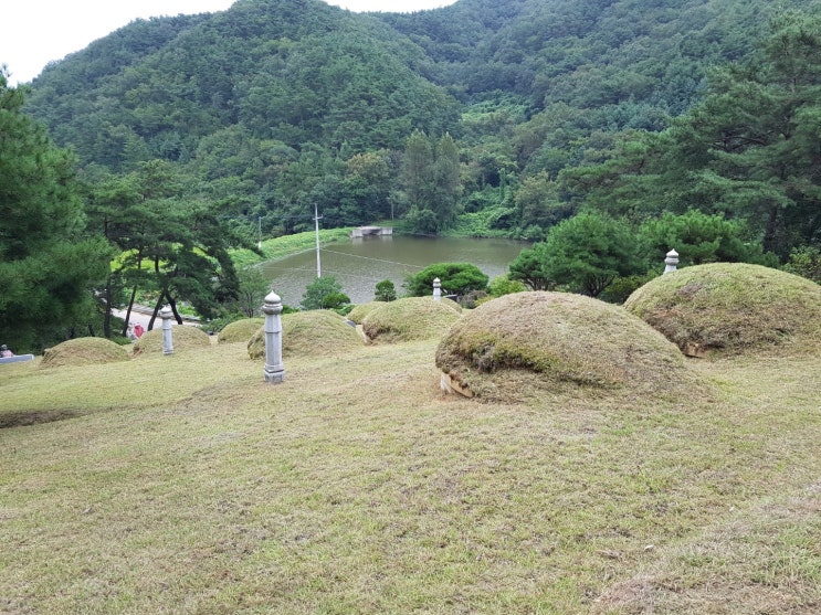 ｀고령 선산 벌초 작업을 가다。보림조경